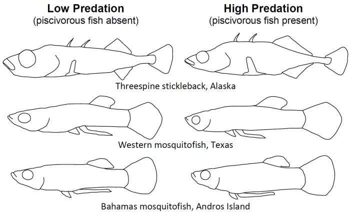 Predictable body shape evolution