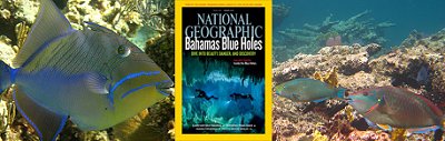 Bahamian Conservation Biology