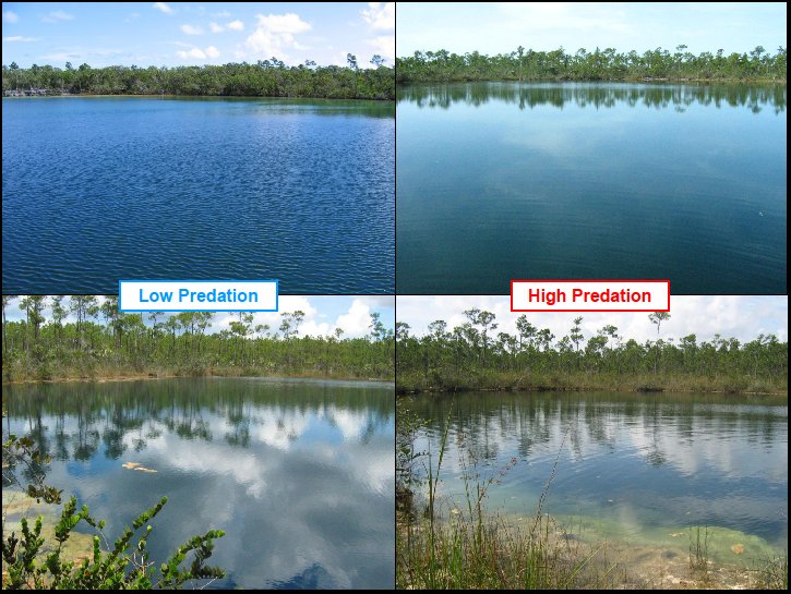 Bahamas Blue Holes