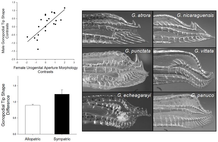 Genital variatoin in Gambusia species