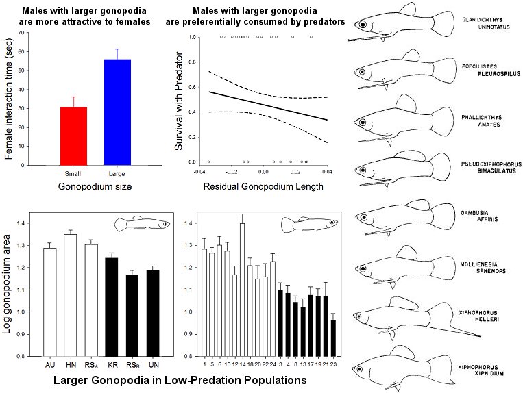 Gonopodium size divergence between predator regimes in two Gambusia species