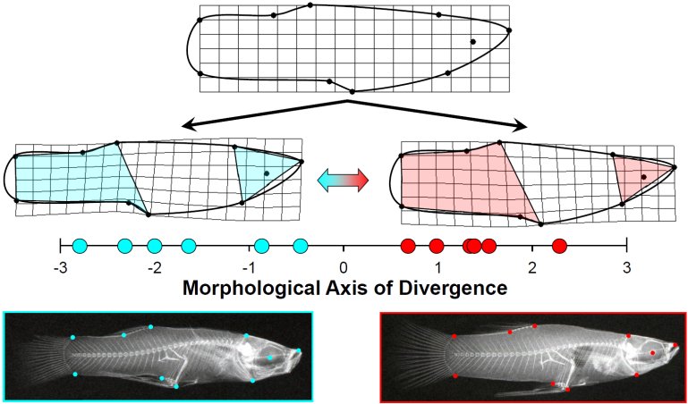 Morphological Divergence Among Predator Regimes in Bahamas Blue Holes