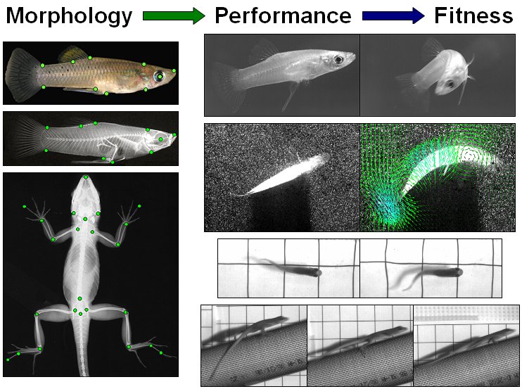 Morphology-Performance-Fitness