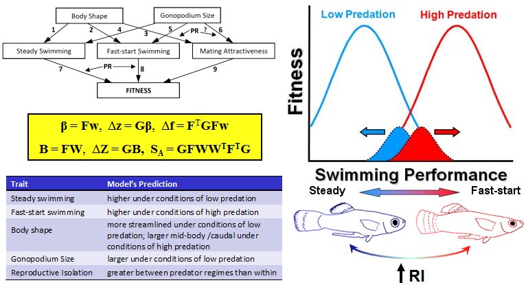 Predicting evolution with GMDS